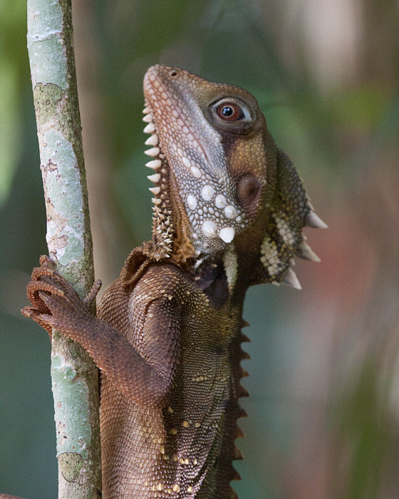 [Boyd's Forest Dragon]