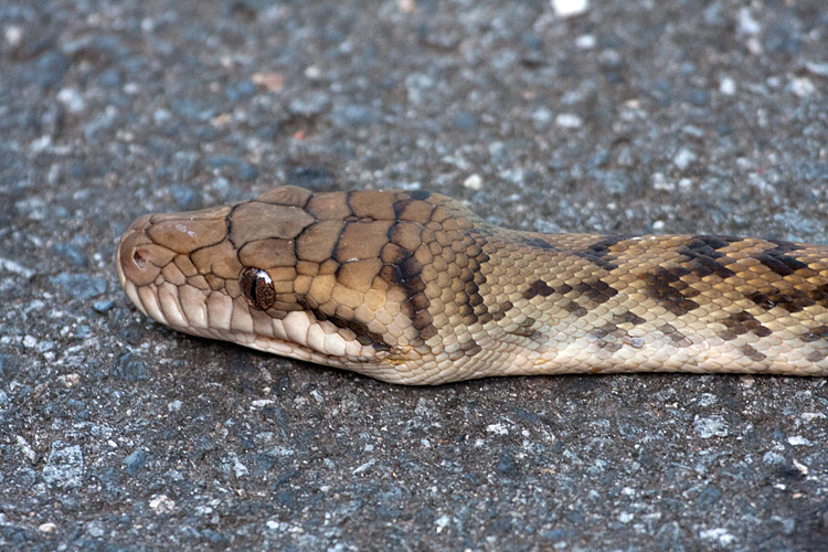 [Amethystine Python]