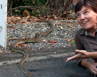 Susan and Amethystine Python