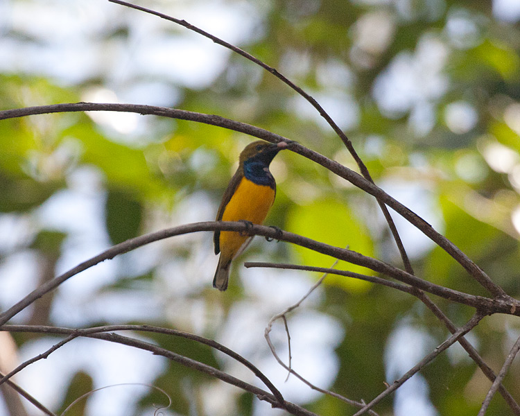 [Olive-backed Sunbird]