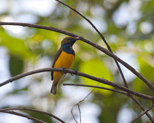 Olive-backed Sunbird