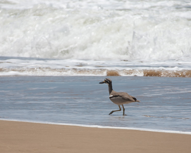 [Beach Stone-Curlew]