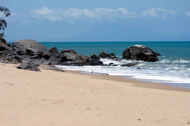 [Beach and Beach Stone-Curlew]