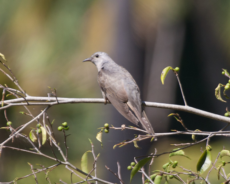 [Brush Cuckoo]