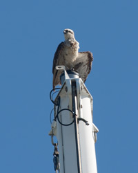 Osprey