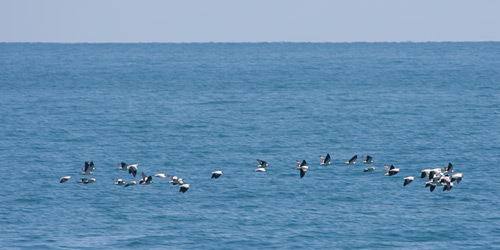 Torresian Imperial-Pigeons