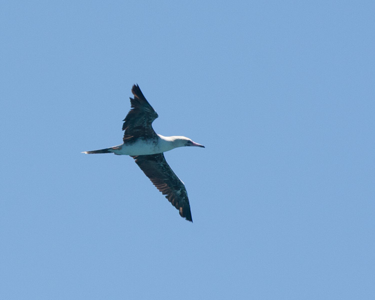 [Red-footed Booby]