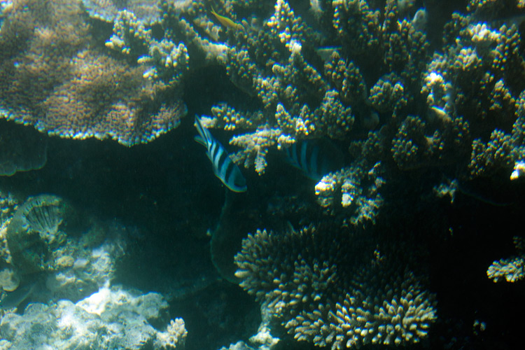 [Reef Photo from Semisubmersible]