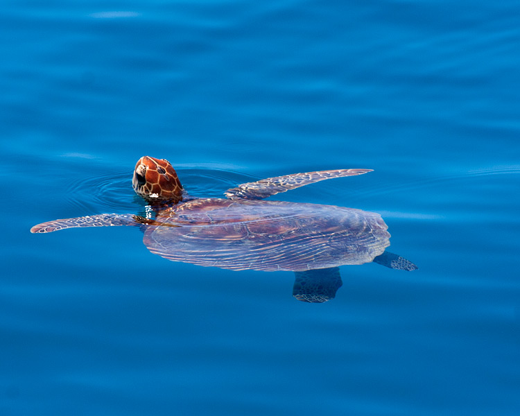 [Green Sea Turtle]