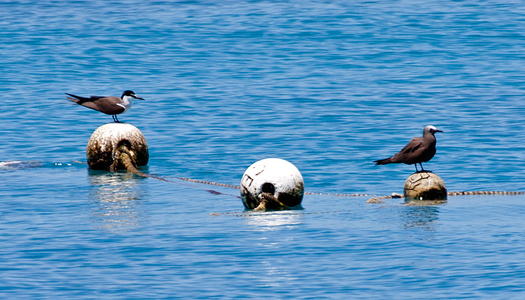 [Bridled Tern and Brown Noddy]