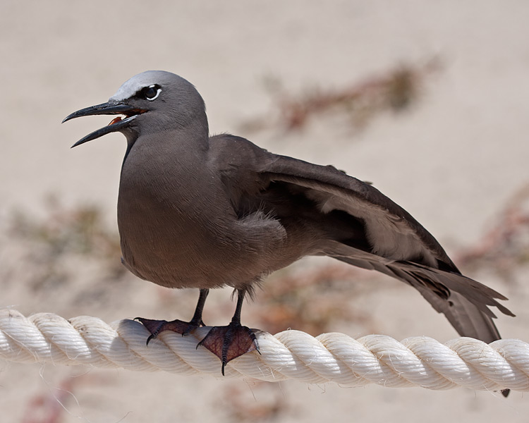 [Brown Noddy]