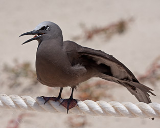 Brown Noddy