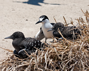 Sooty Tern with chicks