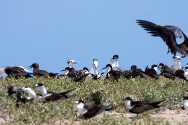 Birds on Michaelmas Cay