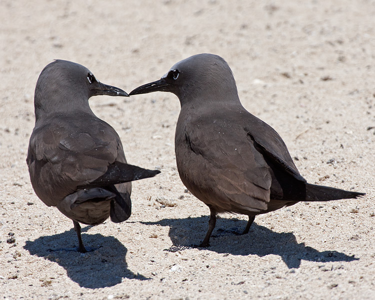 [Brown Noddies]