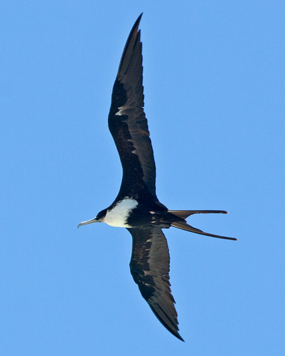 [Great Frigatebird]