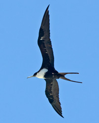 Great Frigatebird