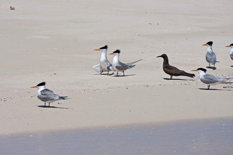 [Lesser Crested Terns]