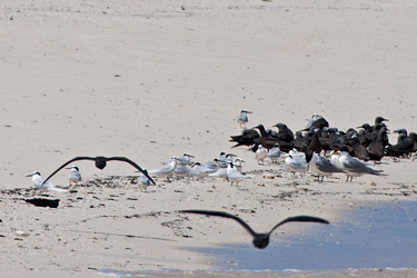 Noddies and Terns