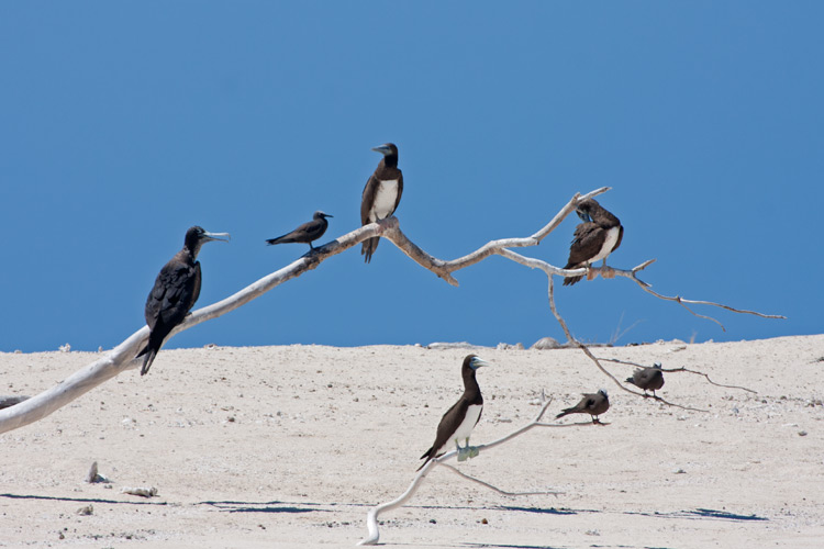 [Brown Boobies and others]