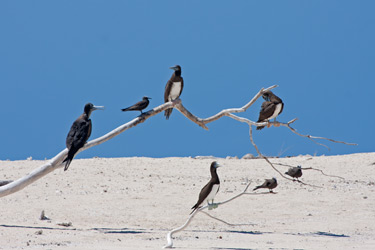 Brown Boobies and Others