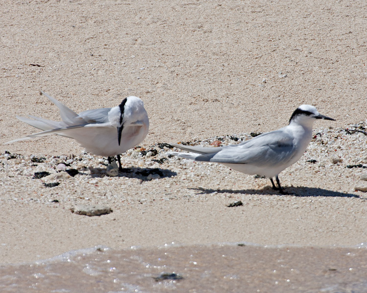 [Black-naped Terns]