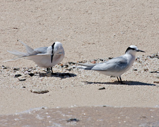 Black-naped Terns