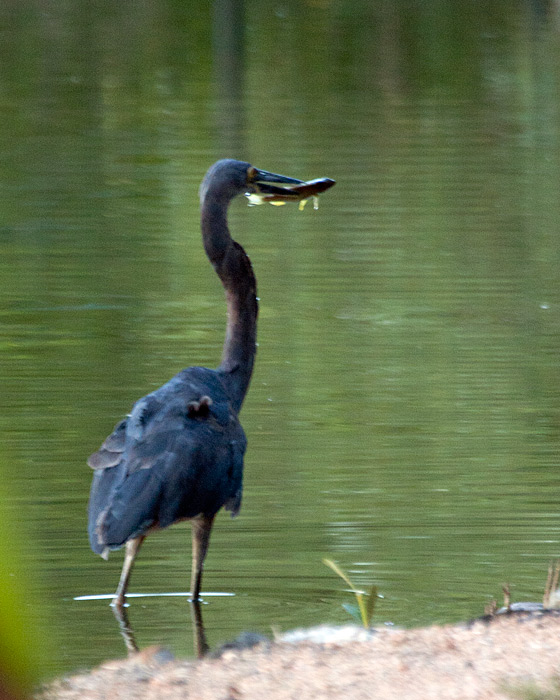 [Great-billed Heron with fish]