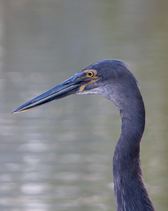 [Great-billed Heron]