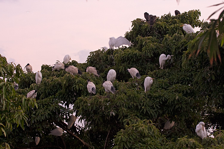 [Roosting Waders]