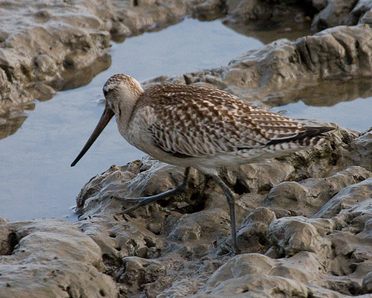 [Bar-tailed Godwit]