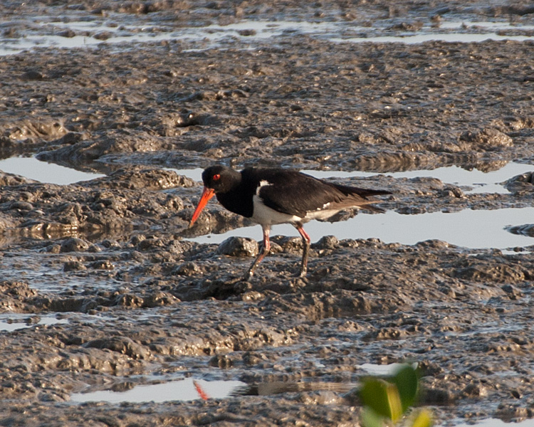 [Pied Oystercatcher]