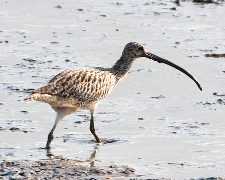 [Far Eastern Curlew]