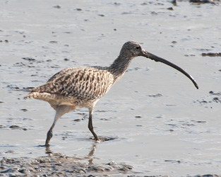 Far Eastern Curlew