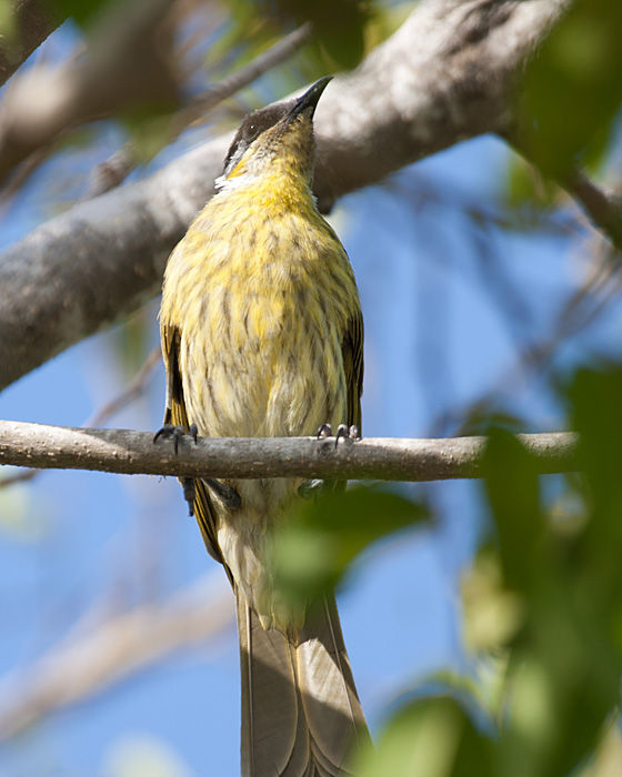 [Varied Honeyeater]