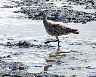 Whimbrel