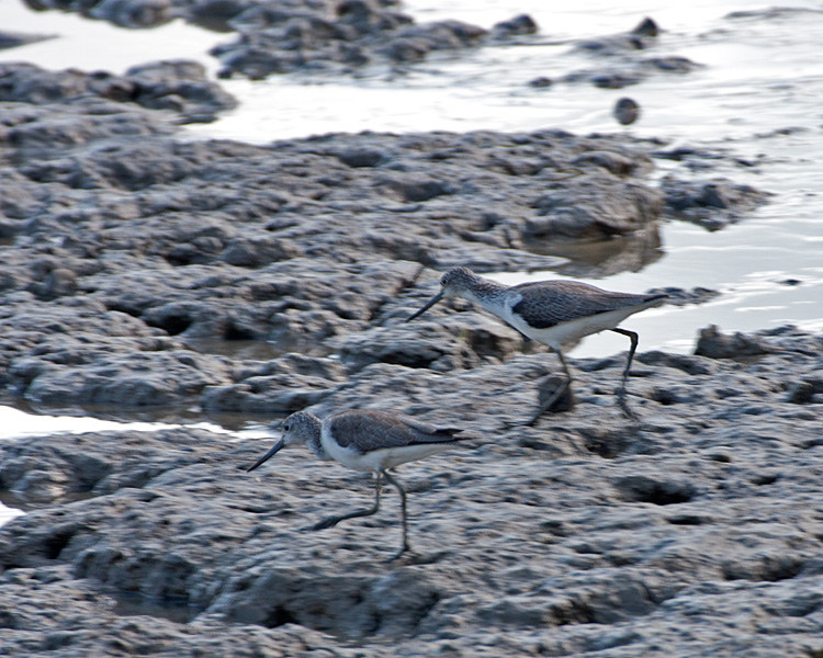 [Common Greenshanks]