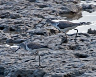 Common Greenshanks