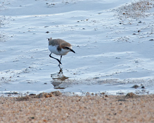 Red-capped Plover