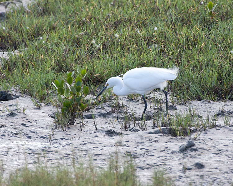 [Little Egret]