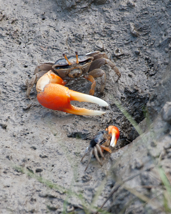 [Crabs]