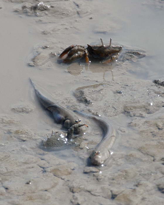 [Mud Skipper and Crabs]