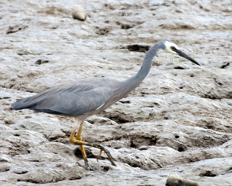 [White-faced Heron]