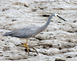 White-faced Heron