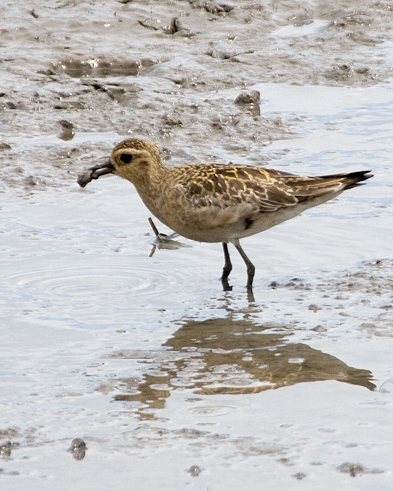 [Pacific Golden-Plover]