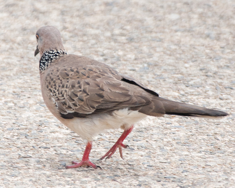 [Spotted Dove]