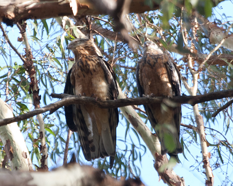 [Square-tailed Kites]