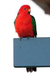 Australian King-Parrot