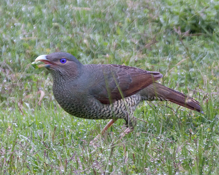 [Satin Bowerbird (female)]