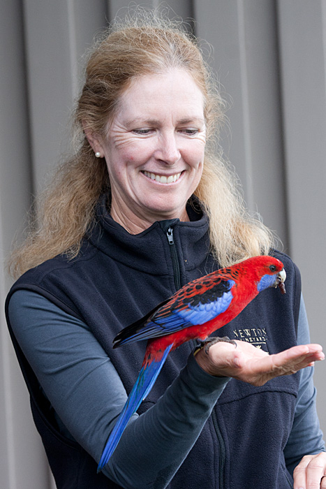 [Crimson Rosella]